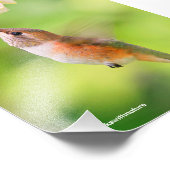 Impression Photo Cochons roux de colibri Nectar de fleur de bleuets (Coin)