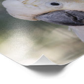 Impression Photo Cockatoo crêpé jaune - Imprimer (Coin)