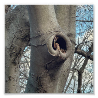 Impression Photo Cœur d'arbre