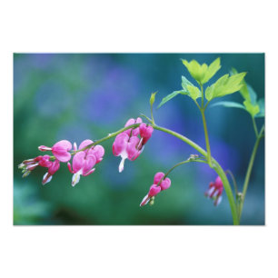 Impression Photo Cœurs saignants roses dans un jardin. Crédit :