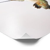 Impression Photo Colibri (Coin)