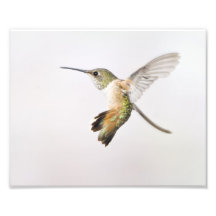 Colibri