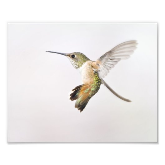 Impression Photo Colibri (Devant)