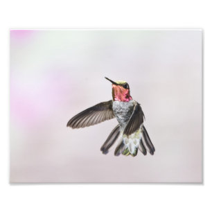 Impression Photo Colibri