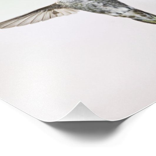 Impression Photo Colibri (Coin)