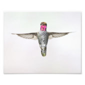 Impression Photo Colibri (Devant)