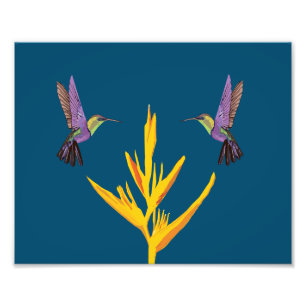 Impression Photo Colibri