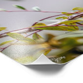 Impression Photo Colibri 3346 (Coin)