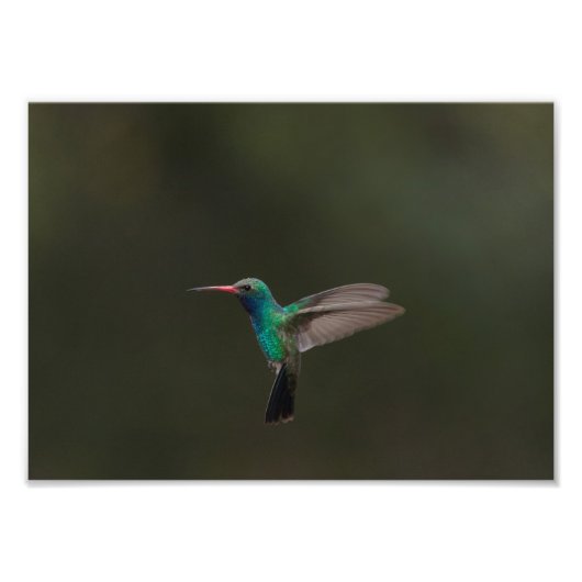 Impression Photo Colibri à bec large en vol (Devant)