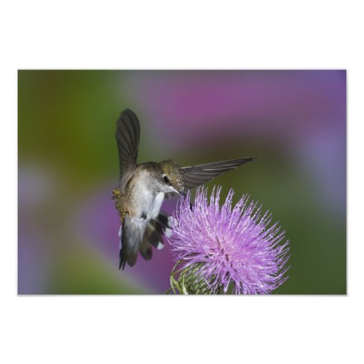 Impression Photo Colibri à gorge rubis en vol au chardon (Devant)