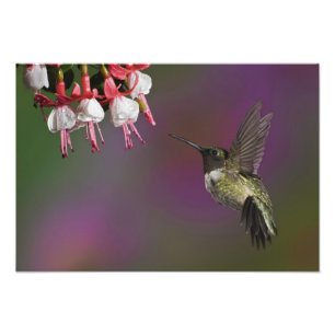 Impression Photo Colibri à gorge rubis mâle, Archilochus
