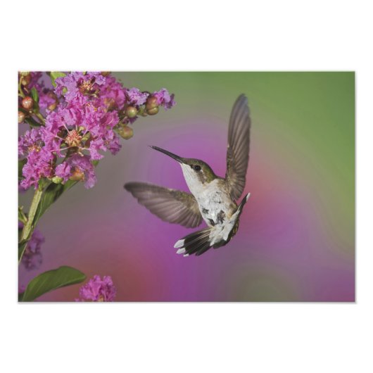 Impression Photo Colibri à gorge rubis mâle juvénile (Devant)