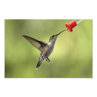 Impression Photo Colibri à la source