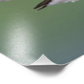 Impression Photo Colibri à queue large, Selasphorus (Coin)