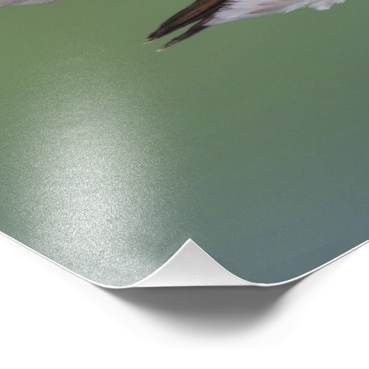 Impression Photo Colibri à queue large, Selasphorus (Coin)