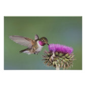 Impression Photo Colibri à queue large, Selasphorus (Devant)