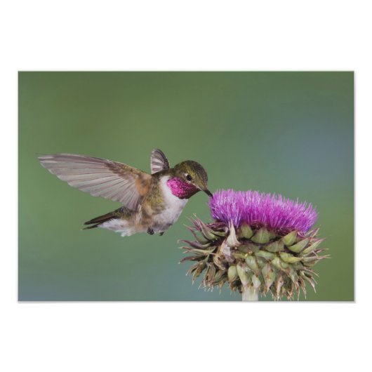 Impression Photo Colibri à queue large, Selasphorus (Devant)