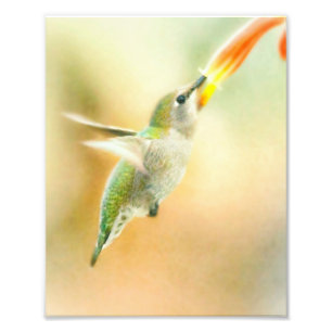 Impression Photo Colibri au petit matin