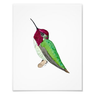 Impression Photo Colibri d'Anna