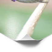 Impression Photo Colibri de Costa (Coin)