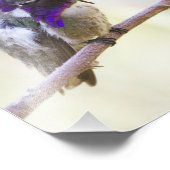 Impression Photo Colibri de Costa perché sur une branche (Coin)