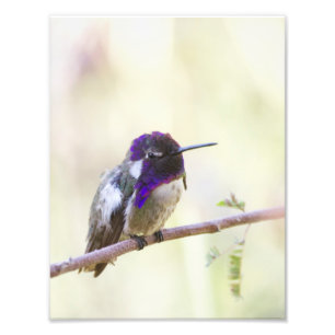 Impression Photo Colibri de Costa perché sur une branche