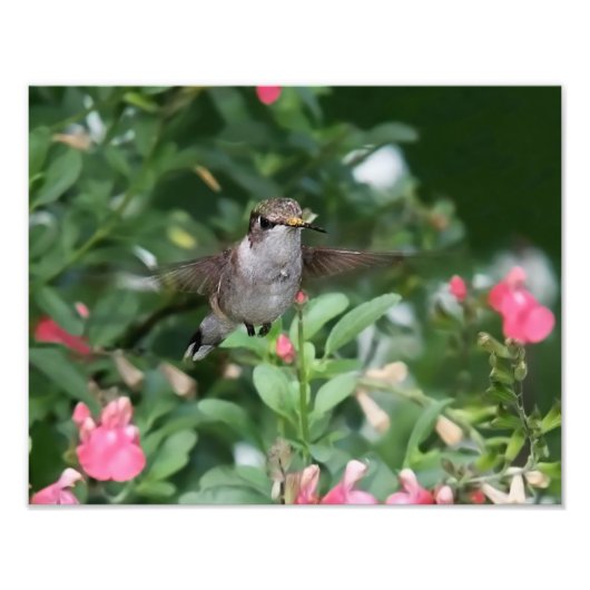 Impression Photo Colibri devant une fleur (Devant)
