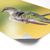 Impression Photo Colibri en alerte (Coin)