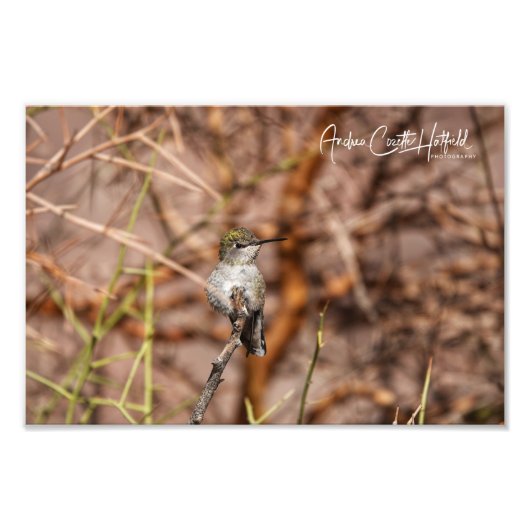 Impression Photo Colibri en paix (Devant)