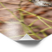 Impression Photo Colibri en paix (Coin)