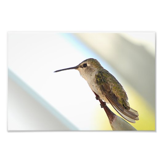 Impression Photo Colibri et agave (Devant)