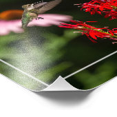 Impression Photo Colibri Et Fleur Cardinale (Coin)