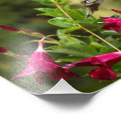 Impression Photo Colibri Et Mandevilla (Coin)