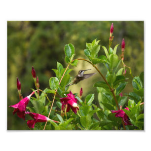 Impression Photo Colibri Et Mandevilla
