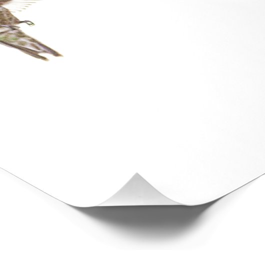 Impression Photo Colibri et simple Fleur (Coin)