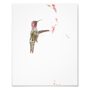 Impression Photo Colibri et simple Fleur