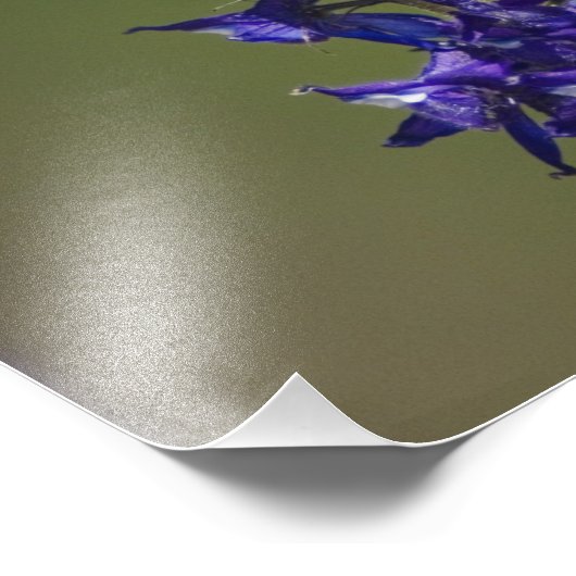 Impression Photo Colibri roux (Coin)