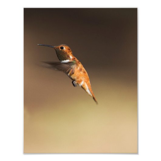 Impression Photo Colibri roux en vol (Devant)