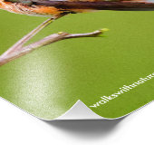 Impression Photo Colibri roux sur California Lilac (Coin)