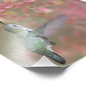 Impression Photo Colibri sirotant des fleurs (Coin)