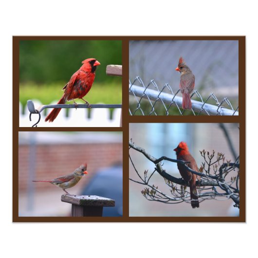Impression Photo Collage de photos de cardinal (Devant)