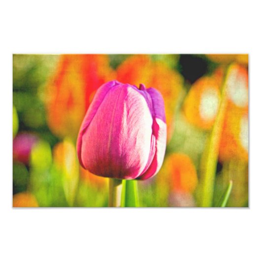 Impression Photo Collage de tulipes (Devant)