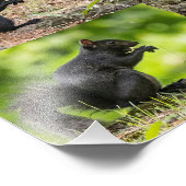 Impression Photo Collage d'écureuil noir (Coin)