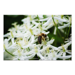 Impression Photo Collecte d'automne