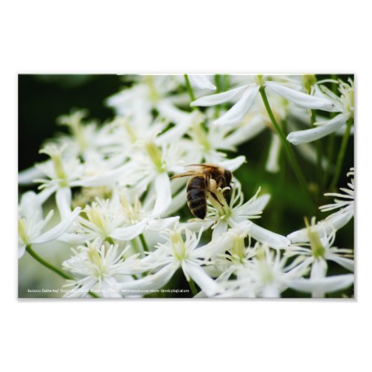 Impression Photo Collecte d'automne (Devant)