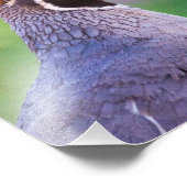 Impression Photo Colorful quail (Coin)