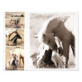 Impression Photo Colts seront Colts - Mustang Collage (Devant)