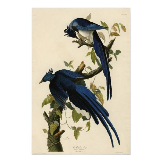 Impression Photo Columbia Jay de Audubon's Birds of America (Devant)