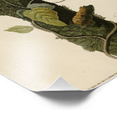 Impression Photo Columbia Jay de Audubon's Birds of America (Coin)