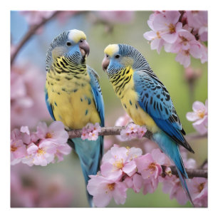 Impression Photo "Compagnons Vifs : Perruches Bleues et Jaunes"